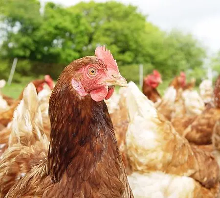 Oda ve Kahvaltı Bradridge Farm 4*